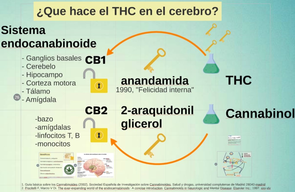 que hace el THC en el cerebro