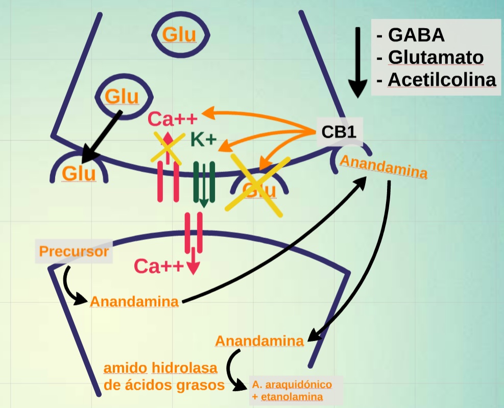 THC neurotransmisores